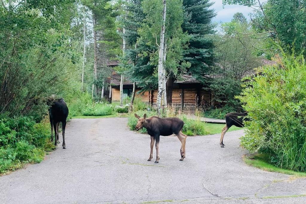 Aspen'S Cabin Wilson Ngoại thất bức ảnh